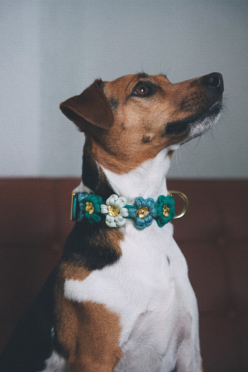 Laika green dog collar - S