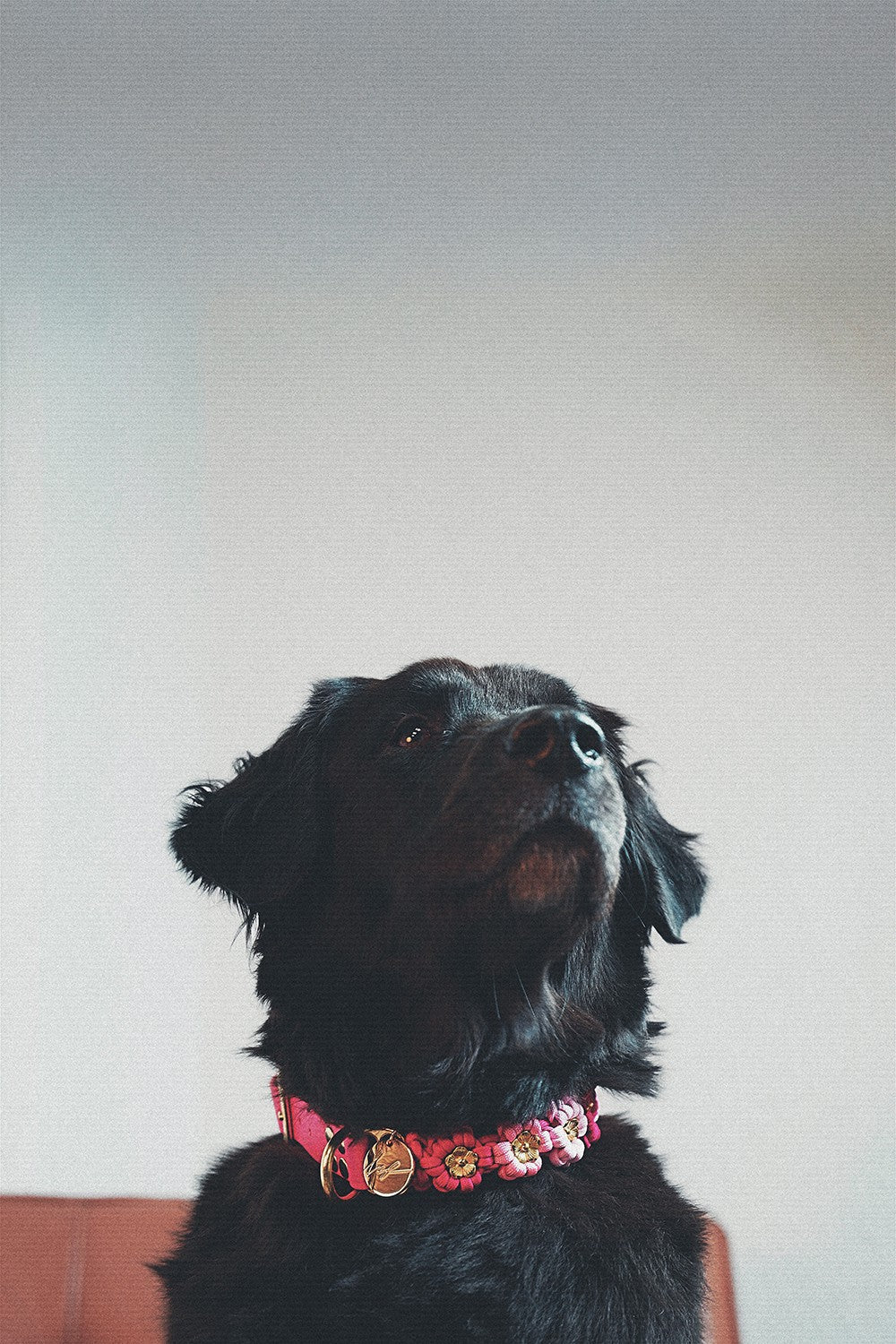 Laika pink dog collar - L