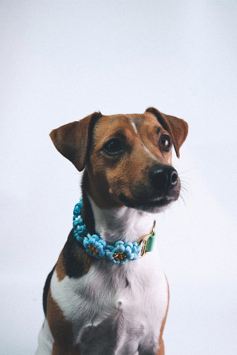 Laika blue dog collar - S