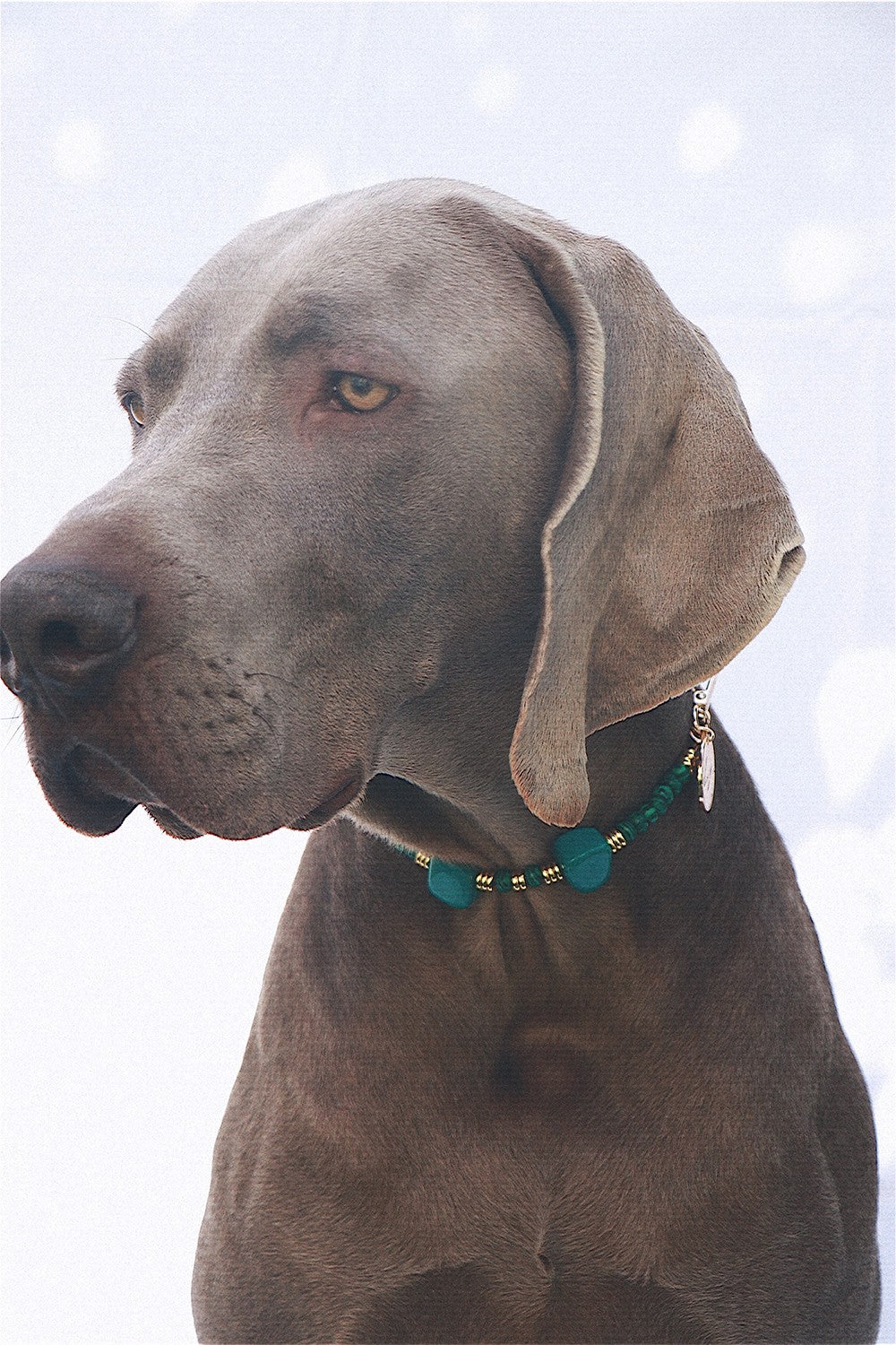 Nalah green dog collar - N2