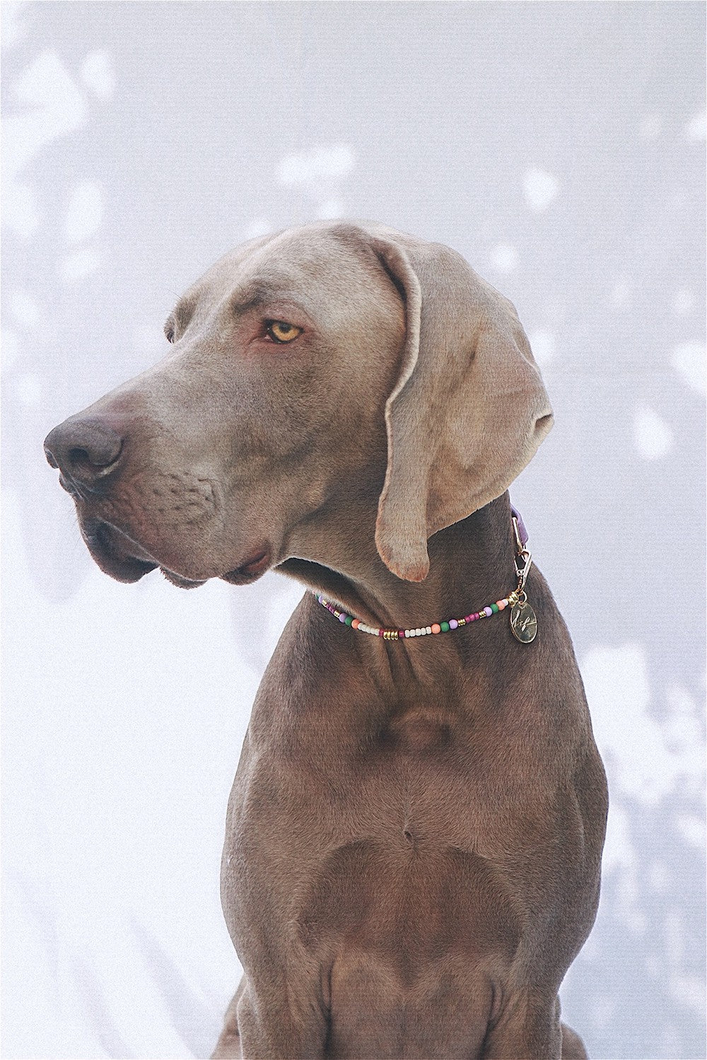 Nalah Purple Dog Collar - N1