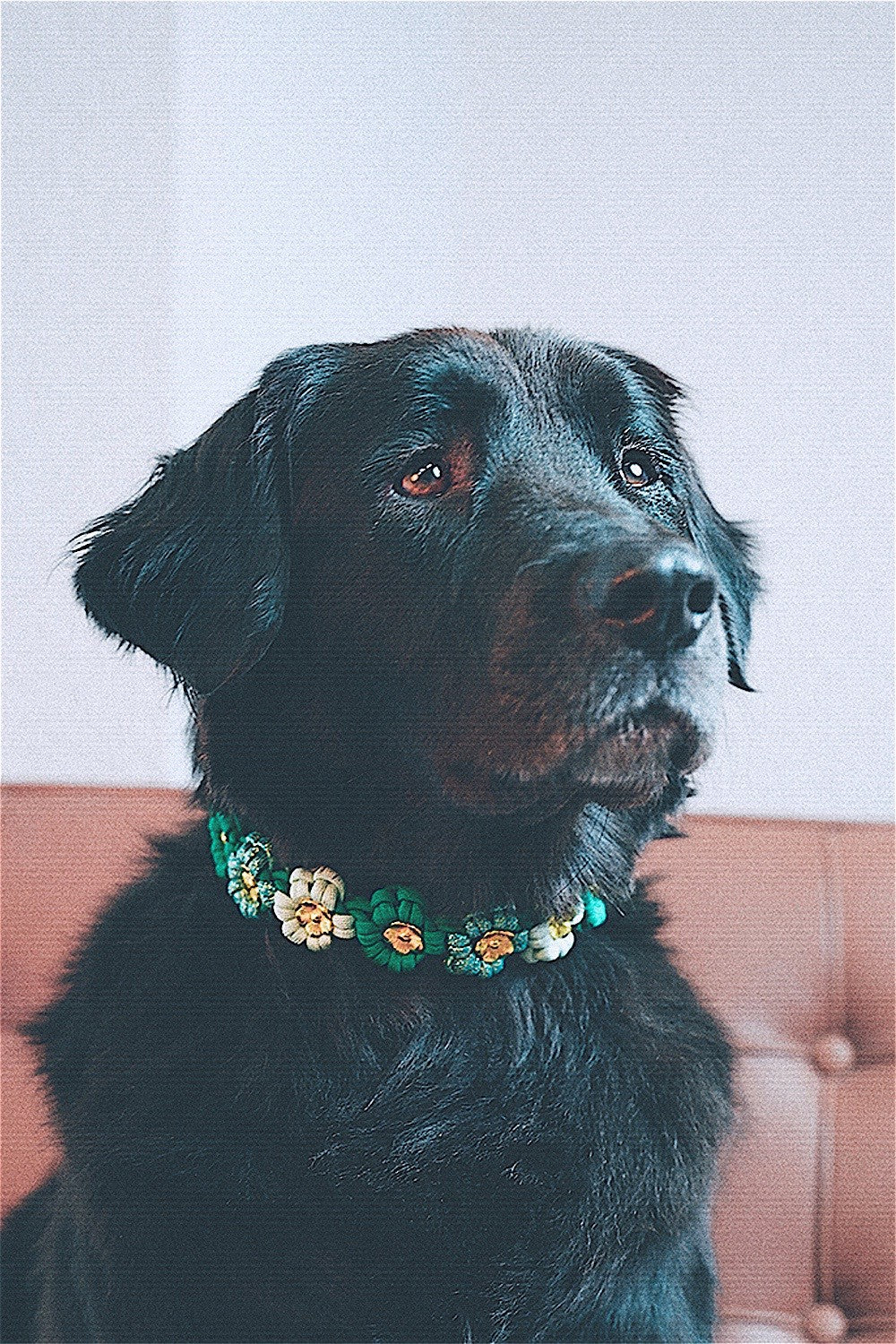 Laika green dog collar - L
