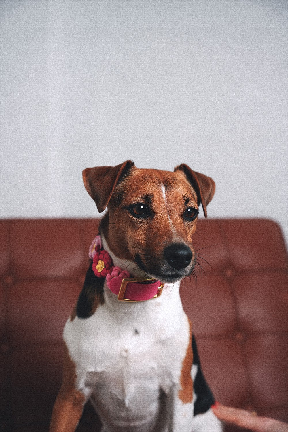 Laika pink dog collar - S