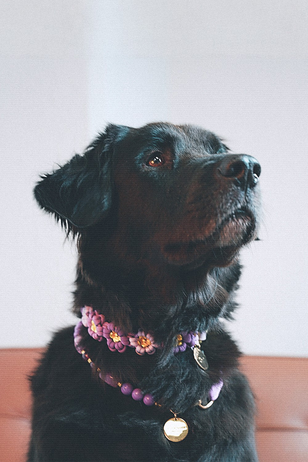 Laika purple dog collar - L
