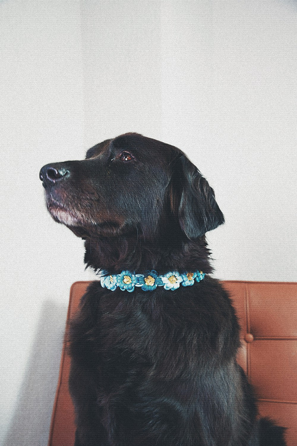 Laika blue dog collar - L