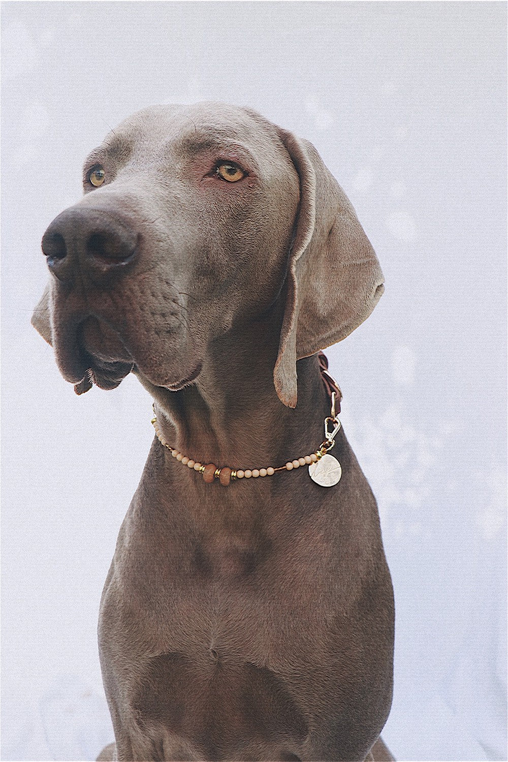 Nalah beige dog collar - N1