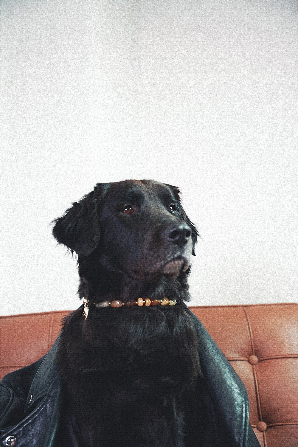 Nalah beige dog collar - N2