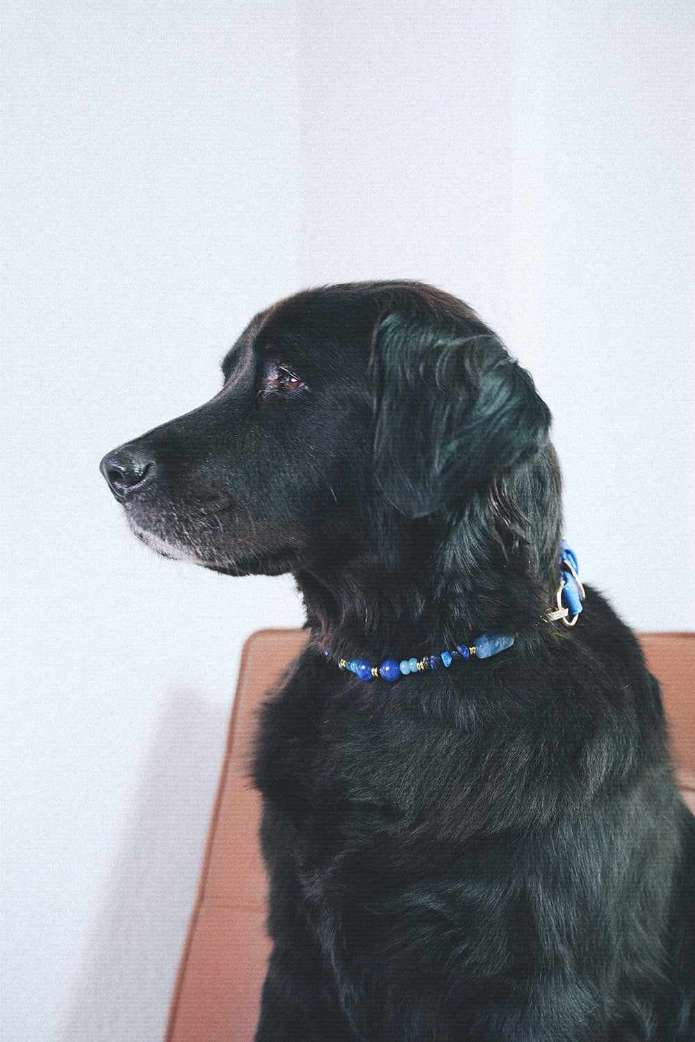 Nalah blue dog collar - N1